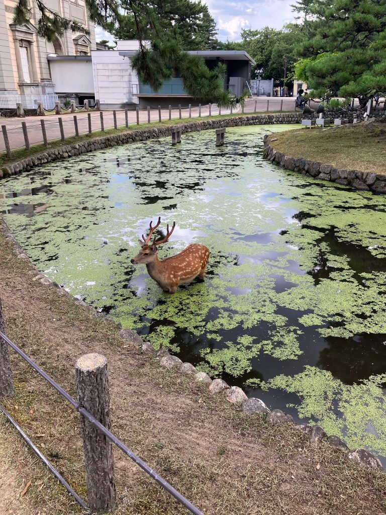 Nara, Japan, hranjenje jelena
