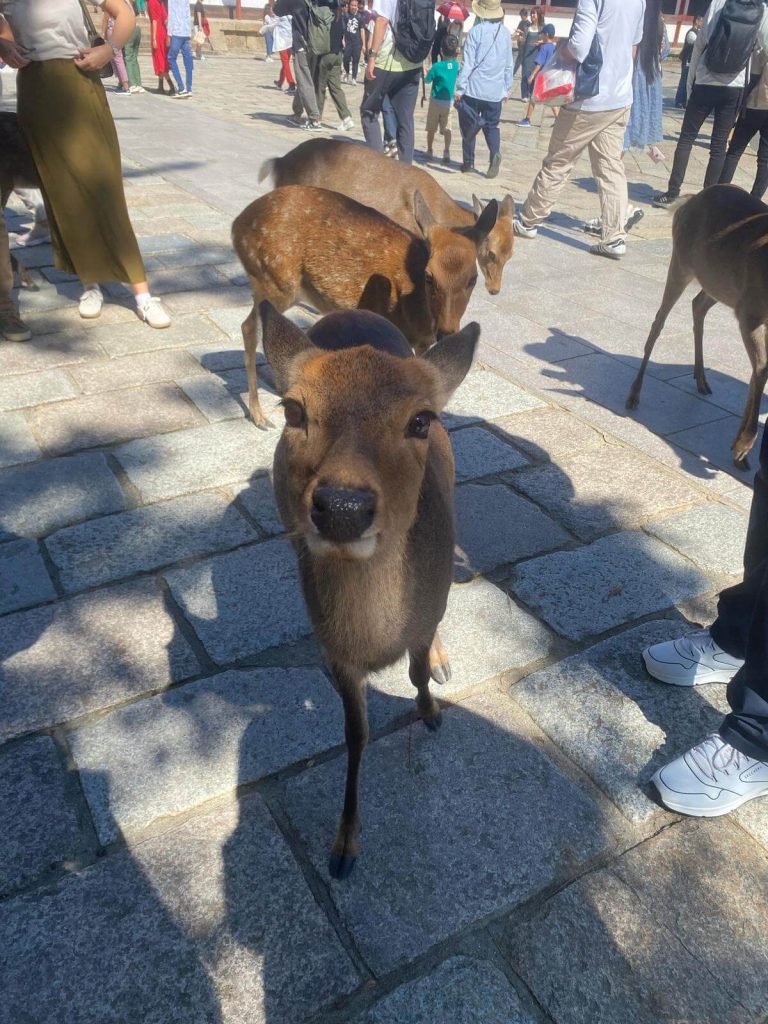 Hranjenje jelena u Nari