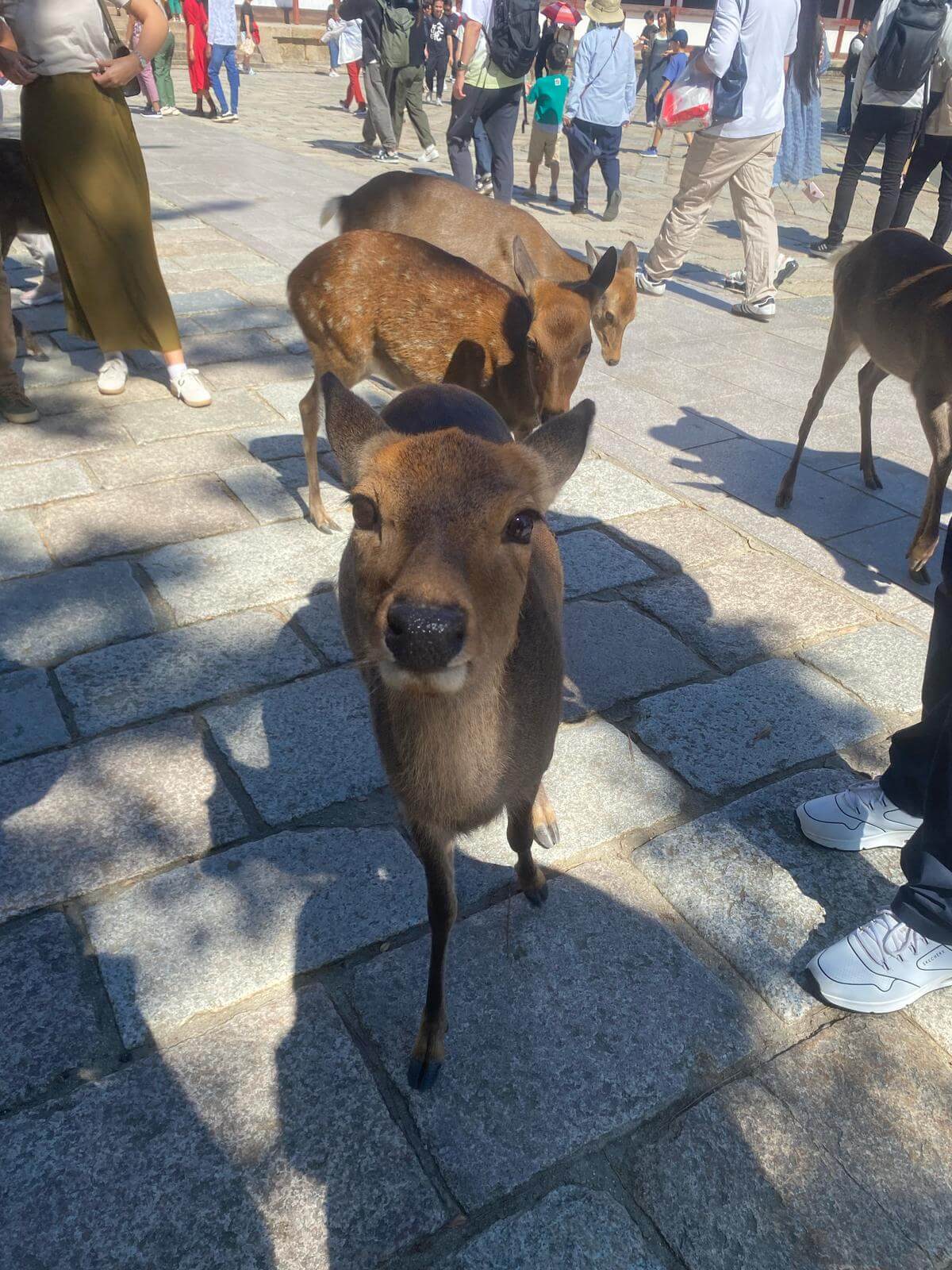 Hranjenje jelena u Nari